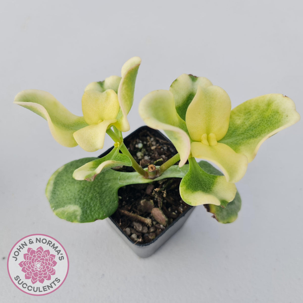 Crassula multicava Variegated