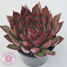Load image into Gallery viewer, Echeveria Agavoides Benimusume - 100mm Extra Large - John & Norma's Succulents