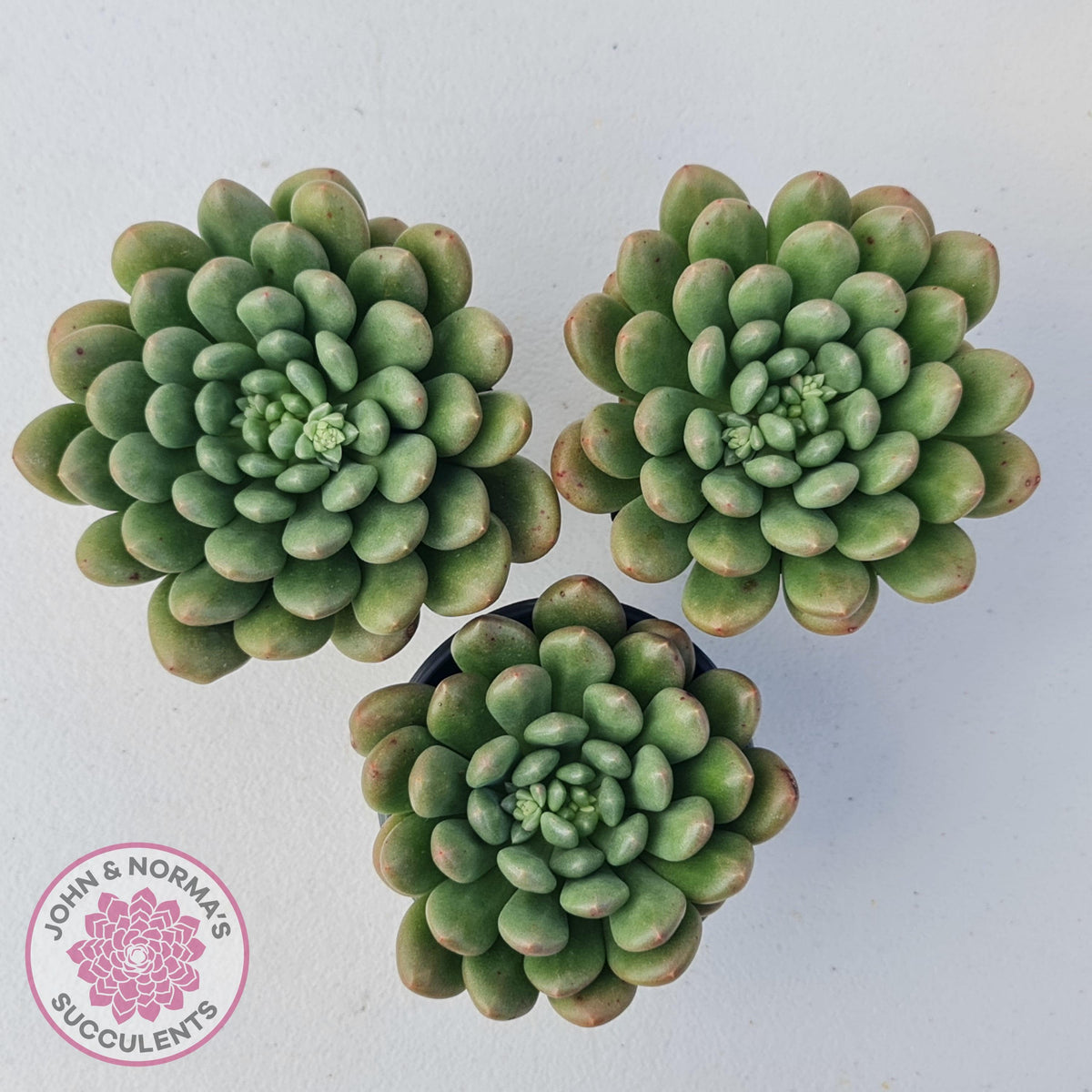 Pachyveria Paradox - Large