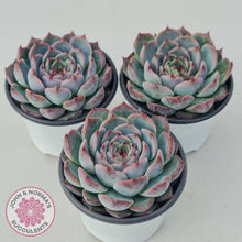 Load image into Gallery viewer, Echeveria Esterela - New Korean Import - John & Norma's Succulents