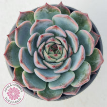 Load image into Gallery viewer, Echeveria Esterela - New Korean Import - John & Norma's Succulents