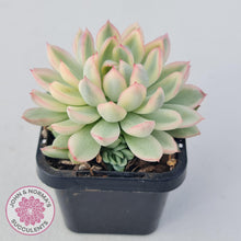 Load image into Gallery viewer, Echeveria Mebina Variegated - John & Norma's Succulents