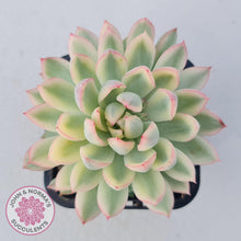 Load image into Gallery viewer, Echeveria Mebina Variegated - John & Norma's Succulents