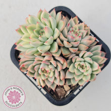 Load image into Gallery viewer, Echeveria Mebina Variegated - John & Norma's Succulents