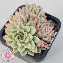 Load image into Gallery viewer, Echeveria Mebina Variegated - John & Norma's Succulents
