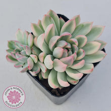 Load image into Gallery viewer, Echeveria Mebina Variegated - John & Norma's Succulents
