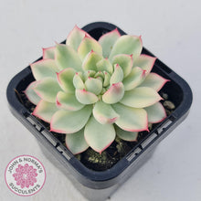 Load image into Gallery viewer, Echeveria Mebina Variegated - John & Norma's Succulents