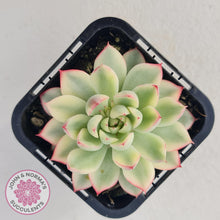 Load image into Gallery viewer, Echeveria Mebina Variegated - John & Norma's Succulents