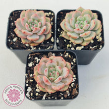 Load image into Gallery viewer, Echeveria Ariel - John & Norma's Succulents