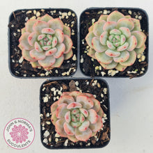 Load image into Gallery viewer, Echeveria Ariel - John & Norma's Succulents
