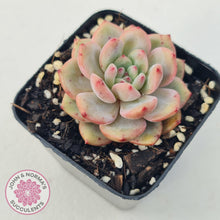 Load image into Gallery viewer, Echeveria Ariel - John & Norma's Succulents