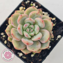 Load image into Gallery viewer, Echeveria Ariel - John & Norma's Succulents