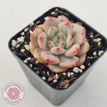 Load image into Gallery viewer, Echeveria Ariel - John & Norma's Succulents