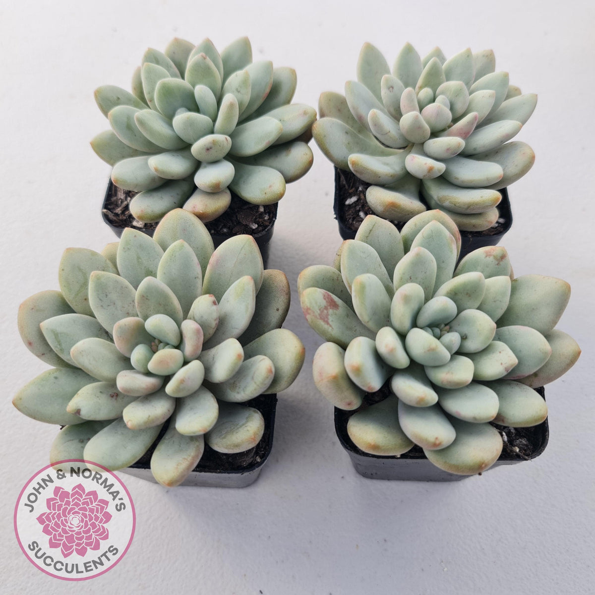 Graptoveria 'Bridgette' (multi)