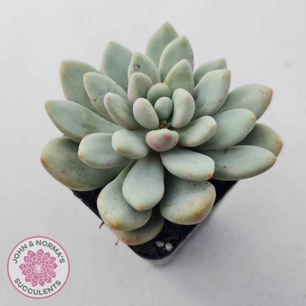 Graptoveria 'Bridgette' (multi)