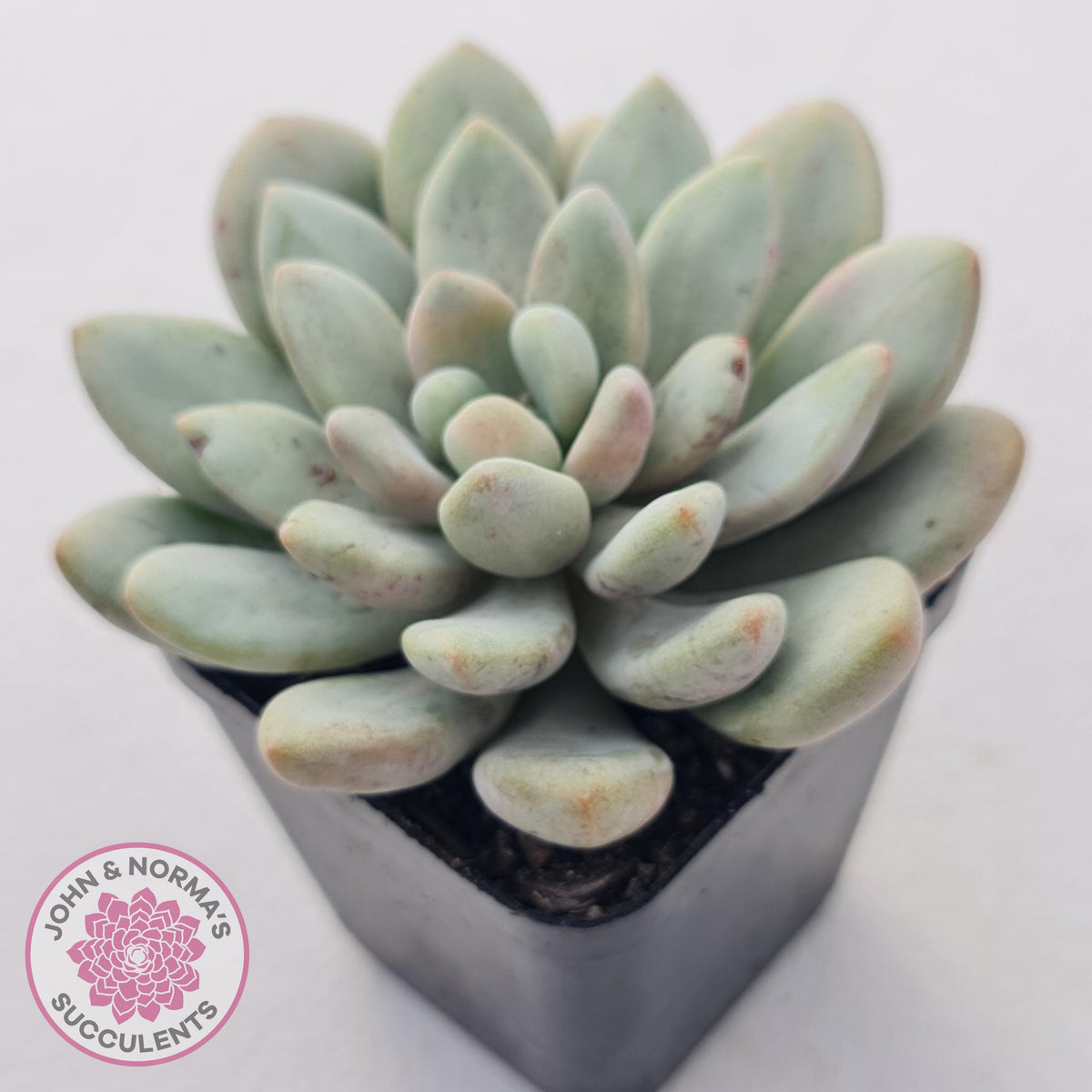 Graptoveria 'Bridgette' (multi)