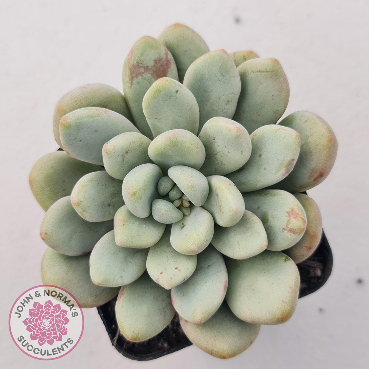 Graptoveria 'Bridgette' (multi)