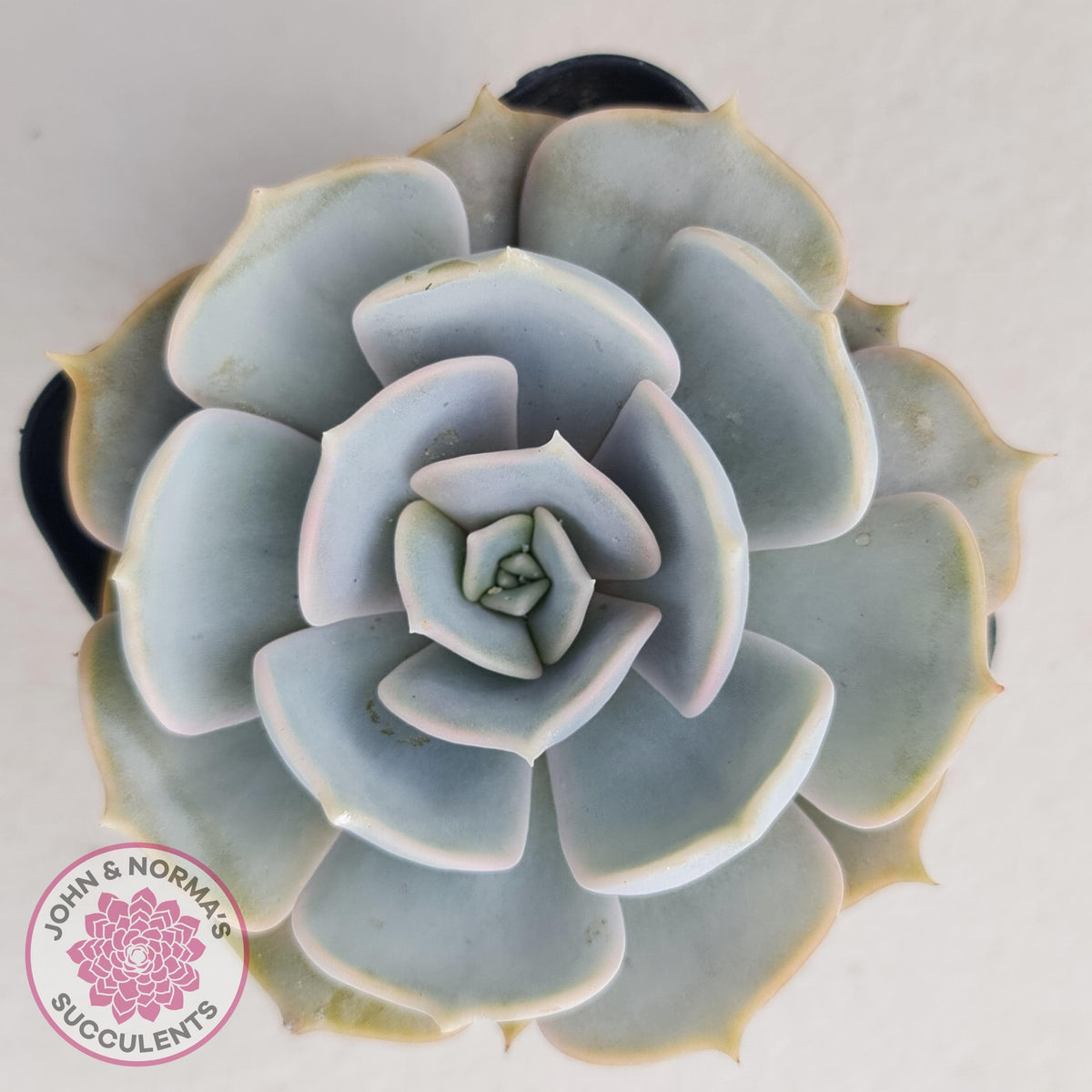Echeveria Lilacina