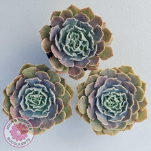 Load image into Gallery viewer, Echeveria Shaviana Hime - John & Norma's Succulents