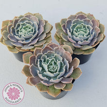 Load image into Gallery viewer, Echeveria Shaviana Hime - John & Norma's Succulents