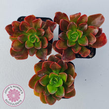 Load image into Gallery viewer, Echeveria multicaulis lipstick - John & Norma's Succulents