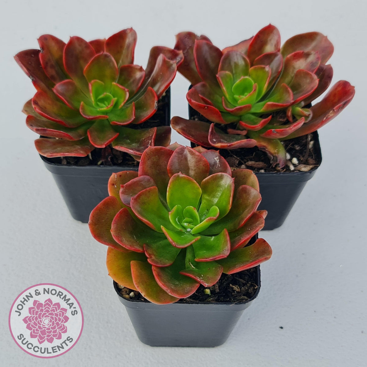 Echeveria multicaulis lipstick
