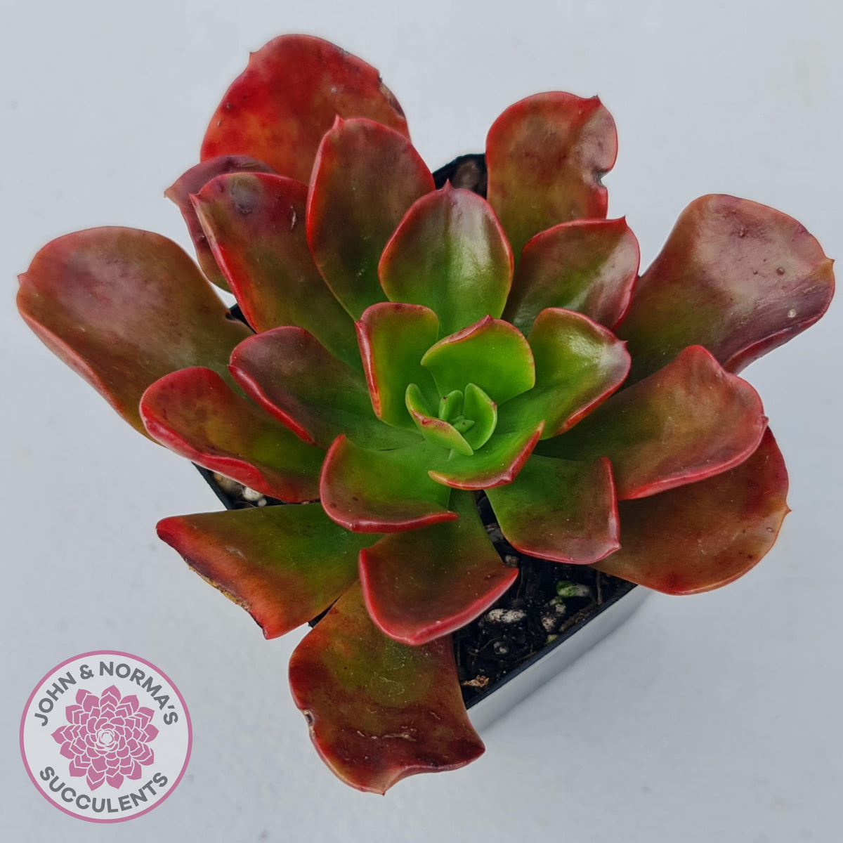 Echeveria multicaulis lipstick