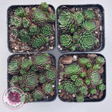 Load image into Gallery viewer, Rosularia Platyphylla - John & Norma's Succulents