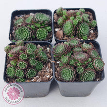 Load image into Gallery viewer, Rosularia Platyphylla - John & Norma's Succulents