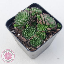 Load image into Gallery viewer, Rosularia Platyphylla - John & Norma's Succulents