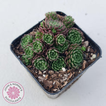 Load image into Gallery viewer, Rosularia Platyphylla - John & Norma's Succulents