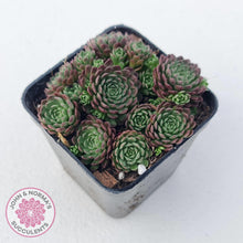 Load image into Gallery viewer, Rosularia Platyphylla - John & Norma's Succulents