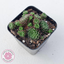 Load image into Gallery viewer, Rosularia Platyphylla