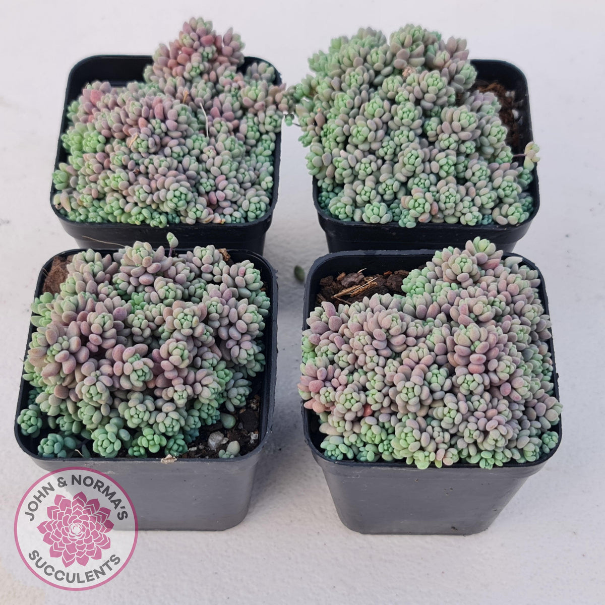 Sedum dasyphyllum 'Lilac Mound'