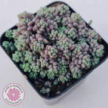 Load image into Gallery viewer, Sedum dasyphyllum Lilac Mound - John & Norma's Succulents