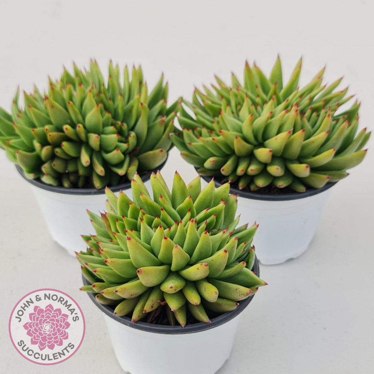 Echeveria Agavoides Crested