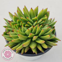Load image into Gallery viewer, Echeveria Agavoides Crested - John & Norma's Succulents