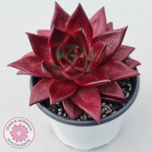 Load image into Gallery viewer, Echeveria Agavoides Romeo Rubin - Large - John & Norma's Succulents