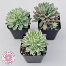 Load image into Gallery viewer, Echeveria Green Emerald variegata - John & Norma's Succulents