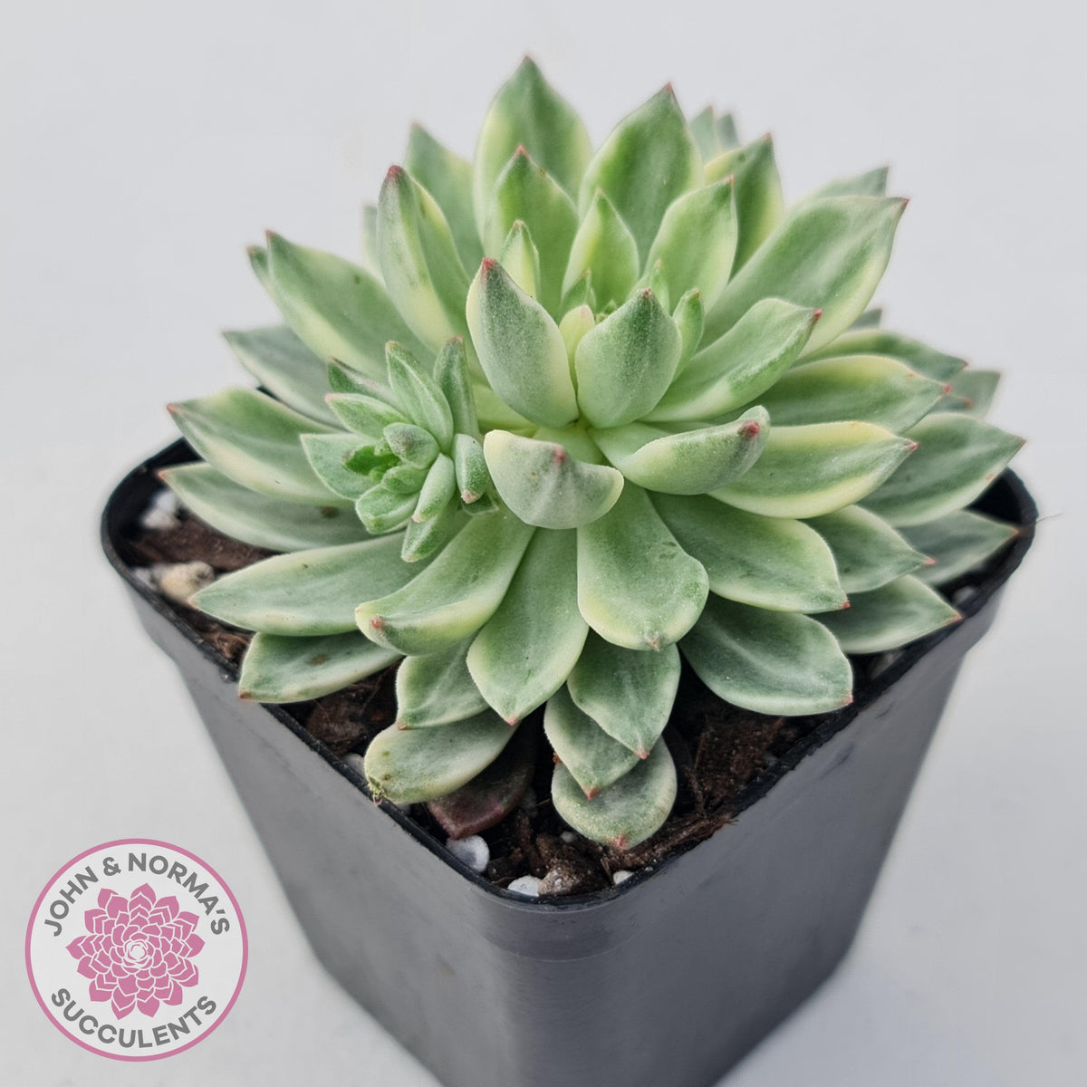 Echeveria Green Emerald variegata