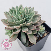 Load image into Gallery viewer, Echeveria Green Emerald variegata - John & Norma's Succulents