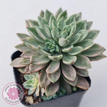 Load image into Gallery viewer, Echeveria Green Emerald variegata - John & Norma's Succulents
