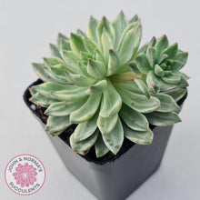 Load image into Gallery viewer, Echeveria Green Emerald variegata - John & Norma's Succulents