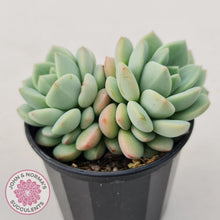 Load image into Gallery viewer, Sedeveria Spring Jade - John & Norma's Succulents