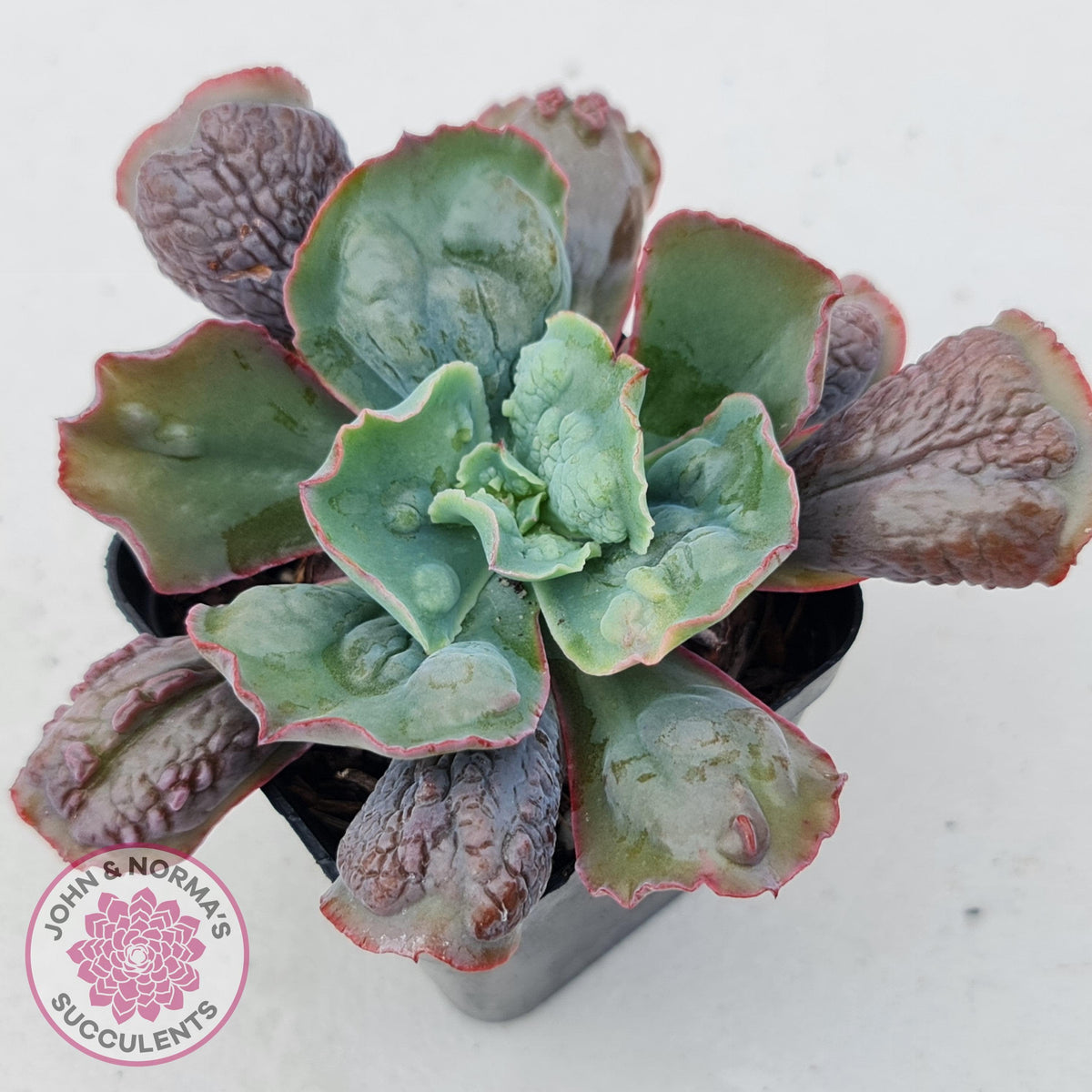 Echeveria Etna