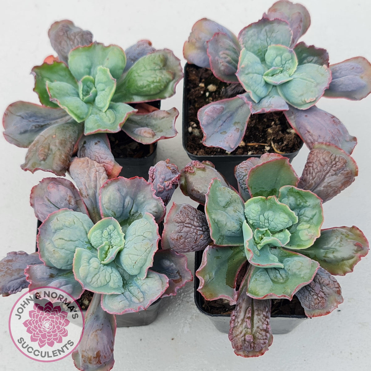 Echeveria Etna
