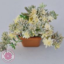Load image into Gallery viewer, Graptopetalum mendozae 'Mirinae' variegata - John & Norma's Succulents