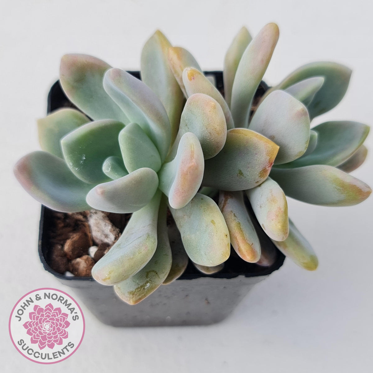 Echeveria X Lady Grey