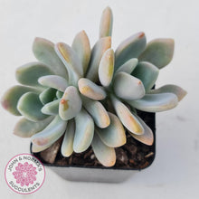 Load image into Gallery viewer, Echeveria X Lady Grey - John & Norma's Succulents