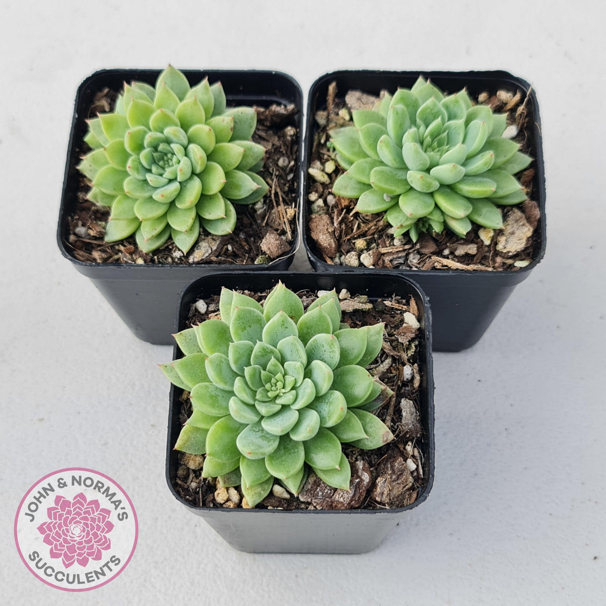Sedeveria Silver Star x Mebina